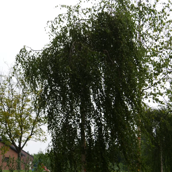 Betula pendula 'Youngii' – Prieelberk
