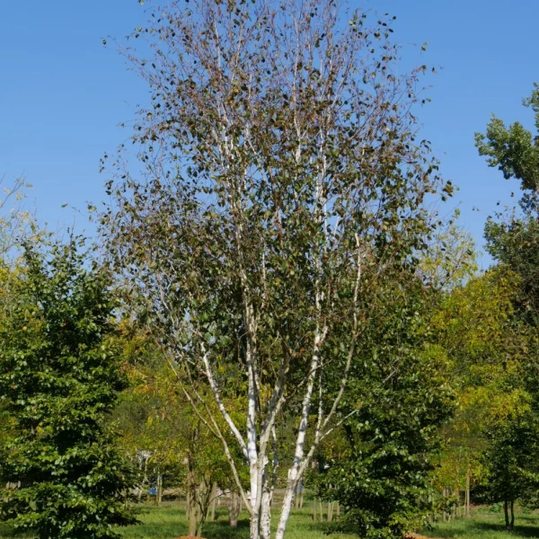 Betula utilis – Himalaya-berk