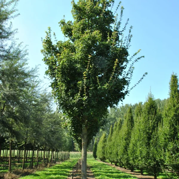 Acer campestre 'Eko Effen' – Veldesdoorn (cv)
