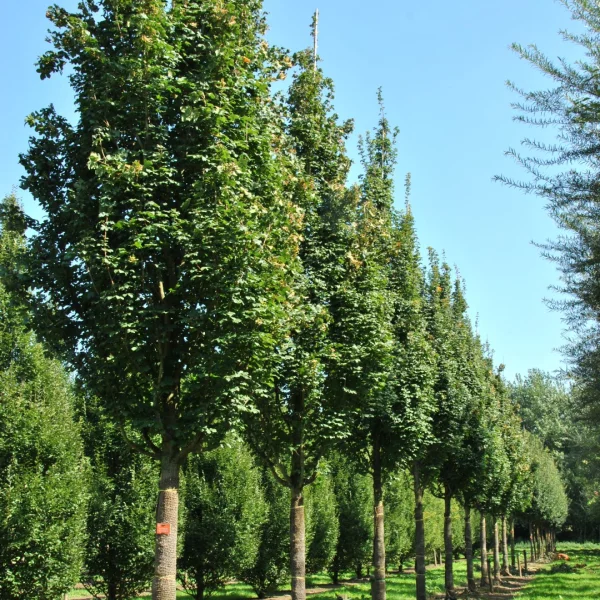 Acer campestre 'Green Column' – Veldesdoorn (cv)
