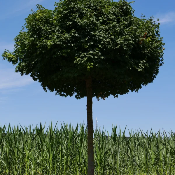 Acer campestre 'Nanum' – Bol-veldesdoorn (cv)