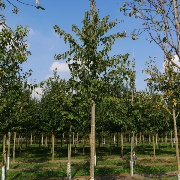Acer capillipes – Slangenhuidesdoorn