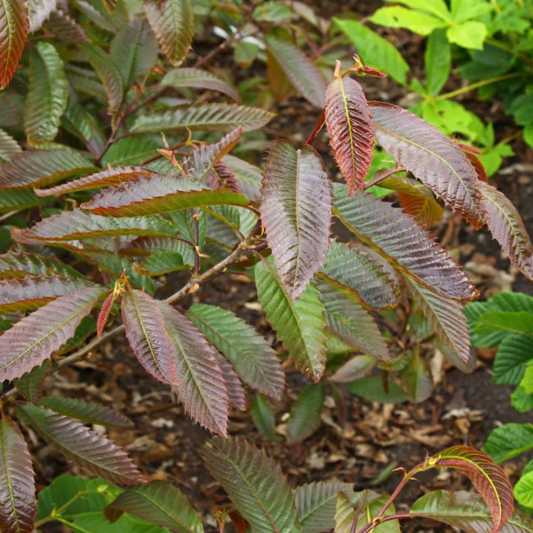 Castanea sativa 'Anny's Summer Red' – Tamme kastanje (cv)