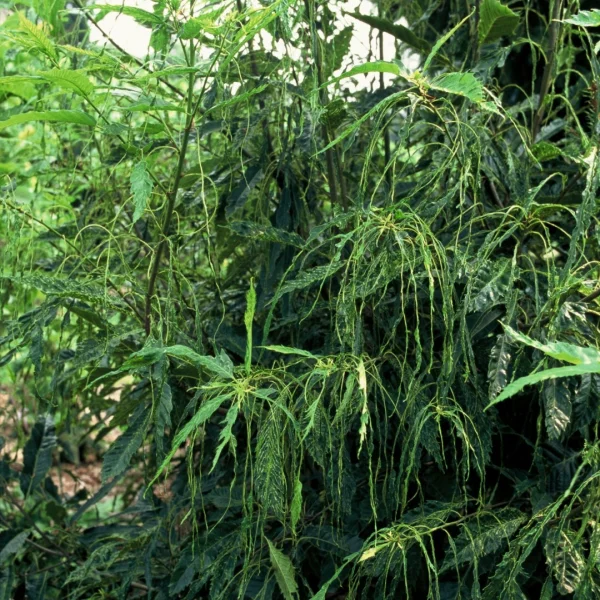 Castanea sativa 'Aspleniifolia' – Tamme kastanje (cv)