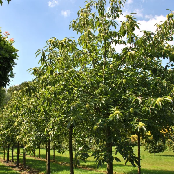 Castanea sativa 'Lyon' – Tamme kastanje (cv)