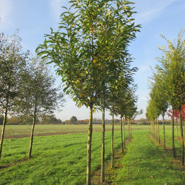 Castanea sativa 'Pyramidalis' – Tamme kastanje (cv)