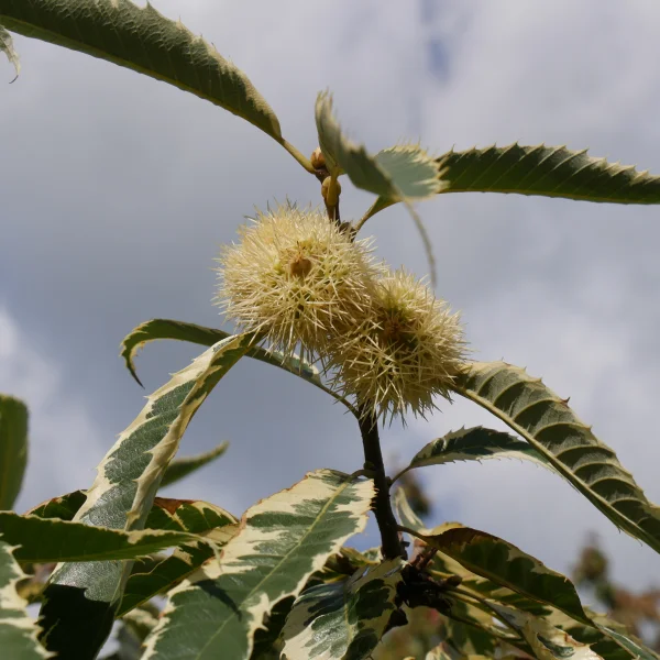Castanea sativa 'Variegata' – Tamme kastanje (cv)