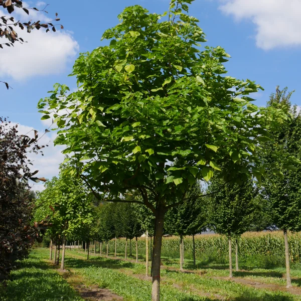 Catalpa bignonioides – Trompetboom, Grote trompetboom