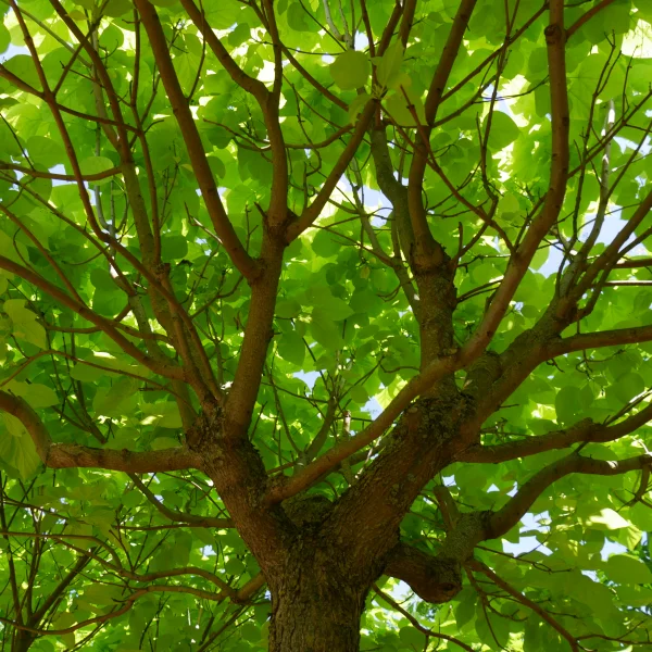 Catalpa bignonioides 'Aurea' – Gele trompetboom