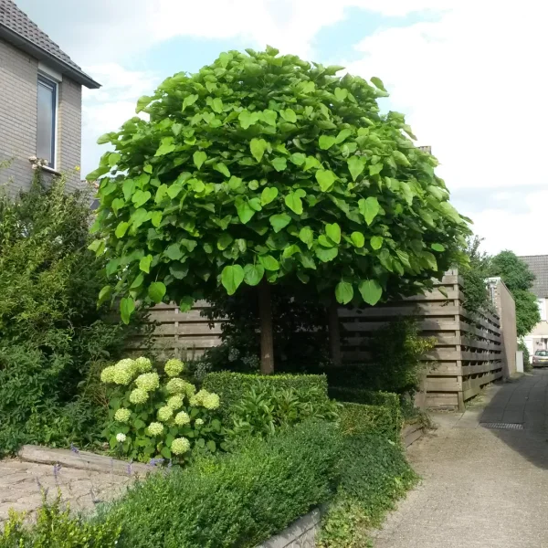 Catalpa bignonioides 'Nana' – Boltrompetboom