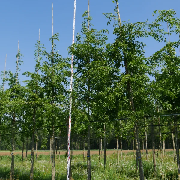 Celtis bungeana