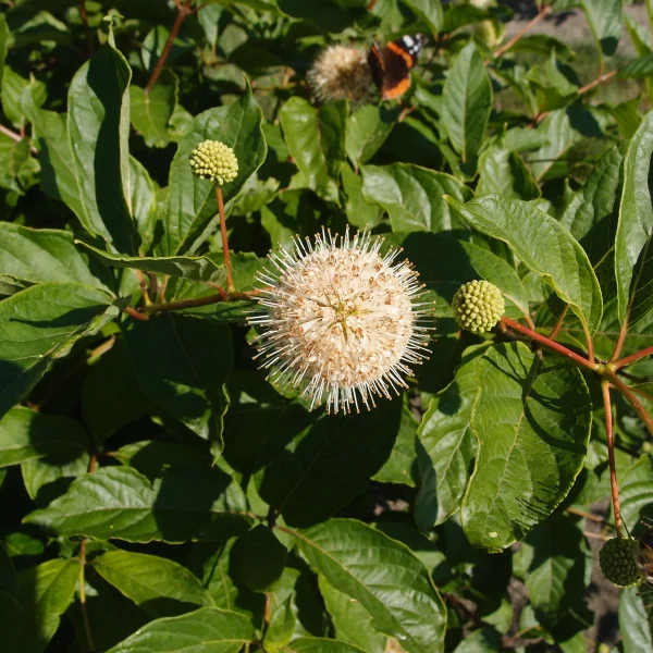 Cephalanthus occidentalis – Kogelbloem