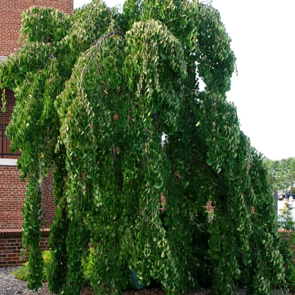 Cercidiphyllum japonicum 'Pendulum' – Treurende Katsuraboom (cv)