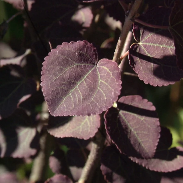 Cercidiphyllum japonicum 'Rotfuchs' – Katsuraboom (cv)