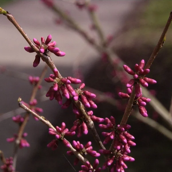 Cercis chinensis – Chinese judasboom