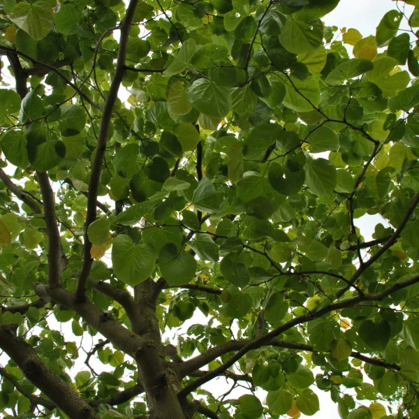 Cercis gigantea – Grootbladige Judasboom