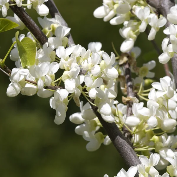 Cercis siliquastrum 'Alba' – Judasboom (cv)