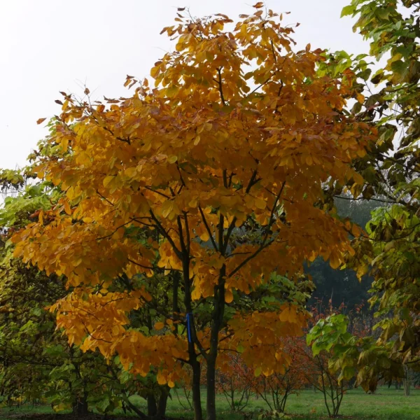 Cladrastis kentukea – Geelhout