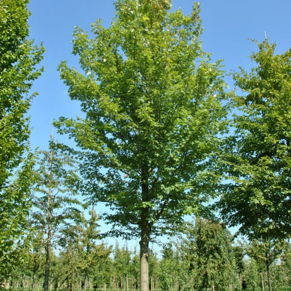 Acer ×freemanii CELEBRATION ('Celzam')