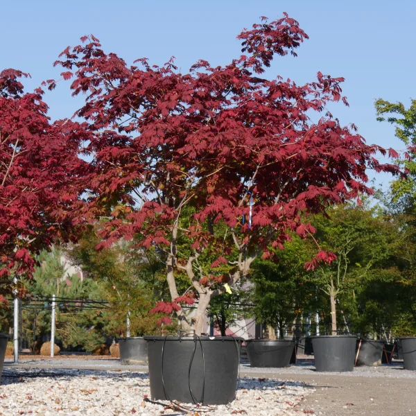 Acer japonicum 'Aconitifolium' – Japanse esdoorn (cv)