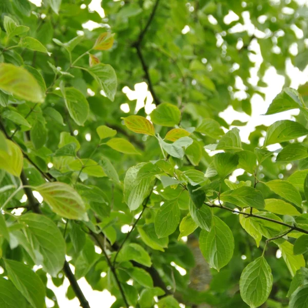 Cornus asperifolia var. drummondii – Koernoelje (v)