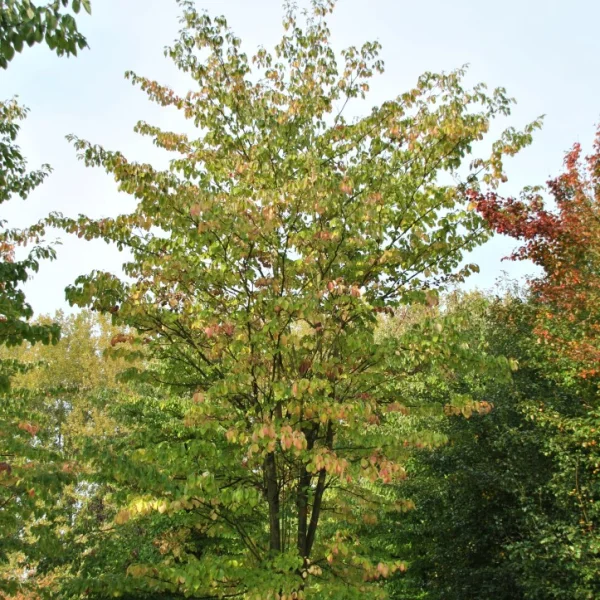 Cornus controversa – Reuzenkornoelje, Pagodekornoelje