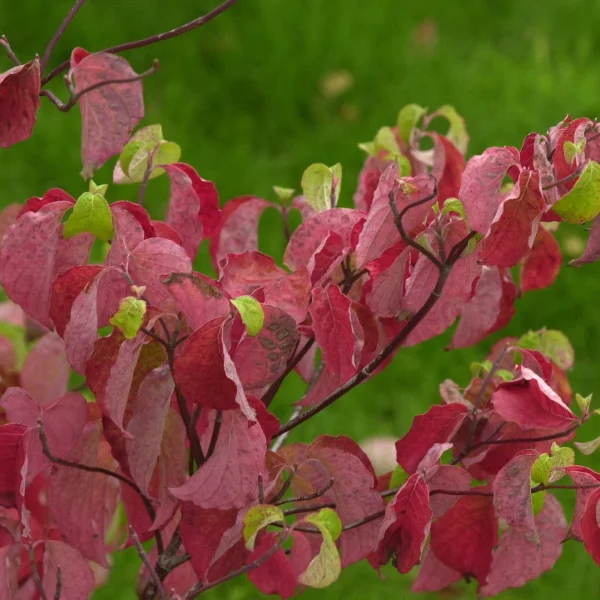 Cornus florida – Oost-Amerikaanse kornoelje, Veelbloemige kornoelje