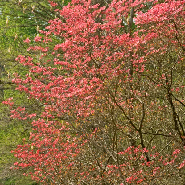 Cornus florida 'Cherokee Brave' – Oost-Amerikaanse kornoelje (cv)