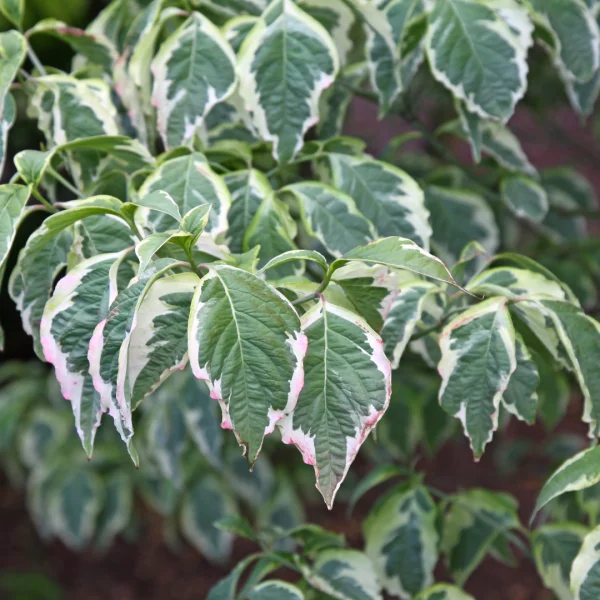Cornus florida CHEROKEE DAYBREAK ('Daybreak') – Oost-Amerikaanse kornoelje (cv)