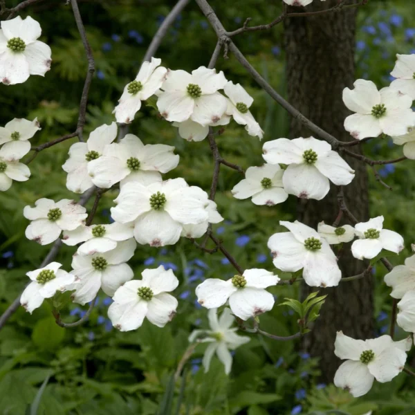 Cornus florida 'Cloud Nine' – Oost-Amerikaanse kornoelje (cv)