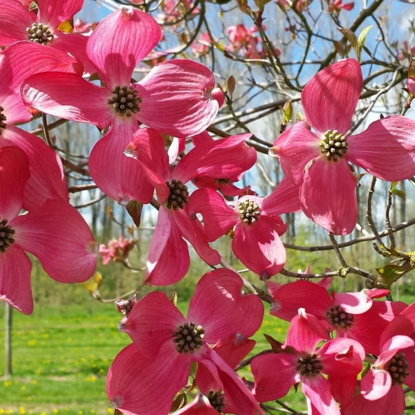 Cornus florida 'Red Giant' – Oost-Amerikaanse kornoelje (cv)