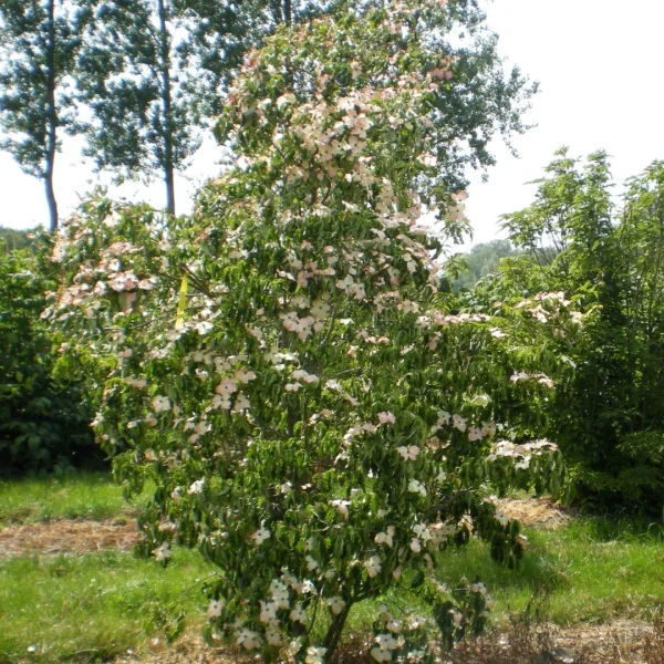 Cornus kousa 'Julian' – Japanse grootbloemige kornoelje (cv)