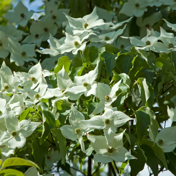 Cornus kousa 'Milky Way' – Japanse grootbloemige kornoelje (cv)