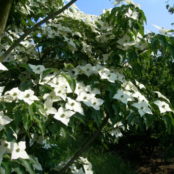 Cornus kousa 'National' – Japanse grootbloemige kornoelje (cv)