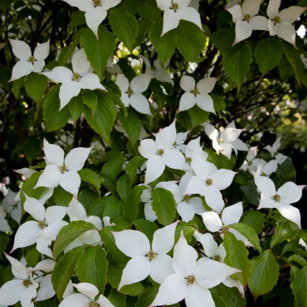 Cornus kousa 'Summer Stars' – Japanse grootbloemige kornoelje (cv)