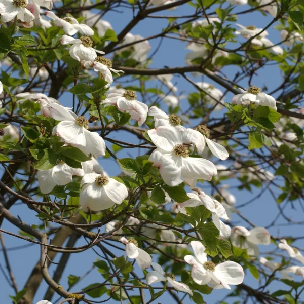 Cornus nuttallii – Grootbloemige kornoelje