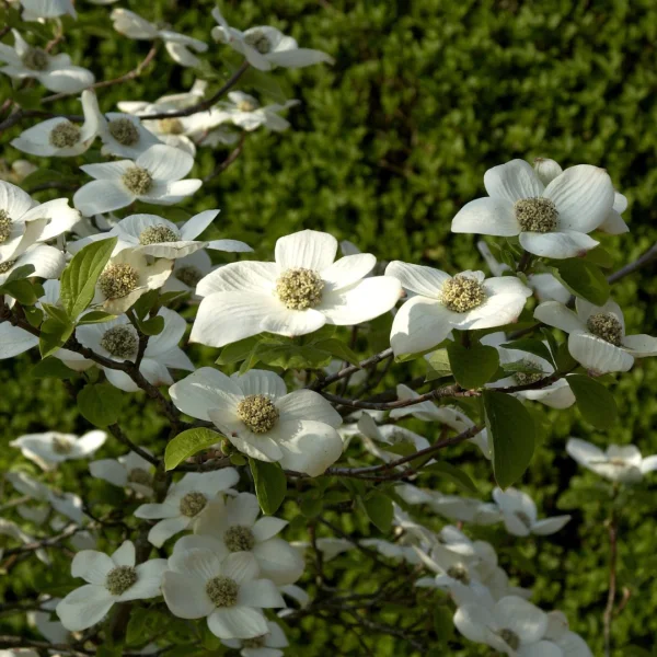 Cornus nuttallii 'Monarch' – Grootbloemige kornoelje (cv)