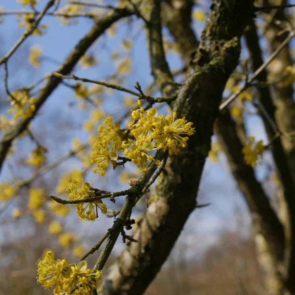 Cornus officinalis 'Robin's Pride'