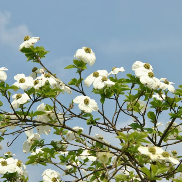 Cornus 'Ascona' – Koernoelje (cv)