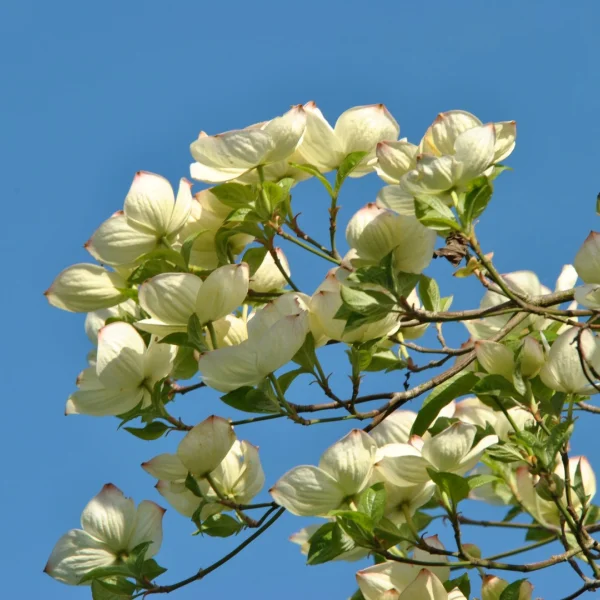 Cornus 'Eddie's White Wonder' – Kornoelje (cv)
