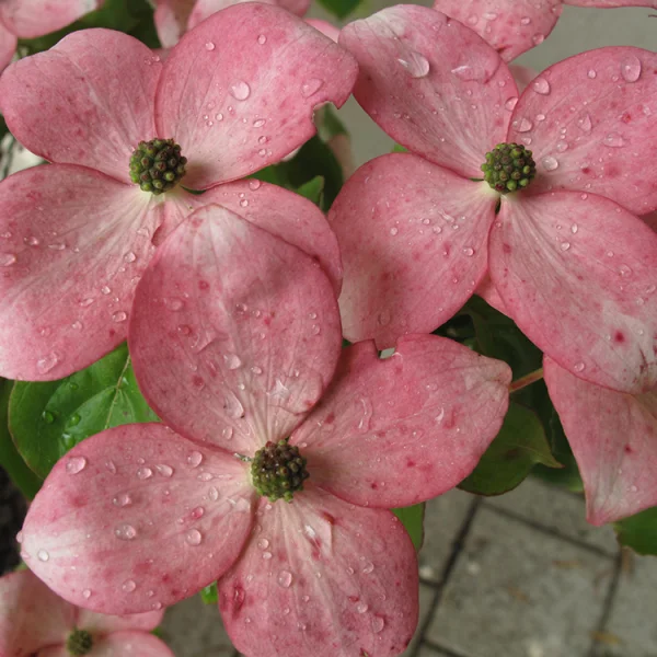 Cornus STELLAR PINK ('Rutgan') – Kornoelje (cv)