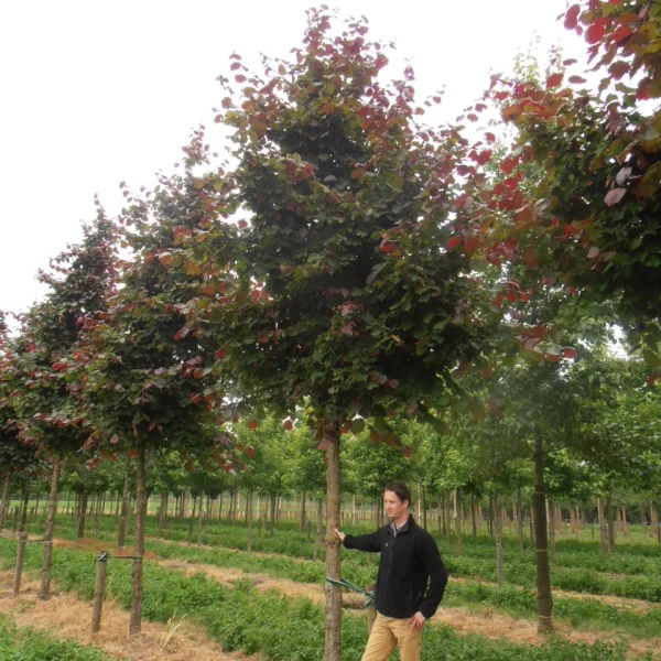 Corylus colurna 'Granat' – Boomhazelaar (cv),Turkse hazelaar (cv)
