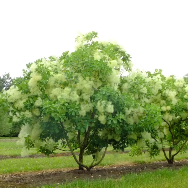 Cotinus coggygria – Pruikenboom