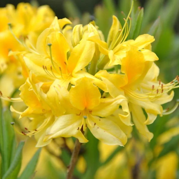 Rhododendron luteum – Pontische azalea