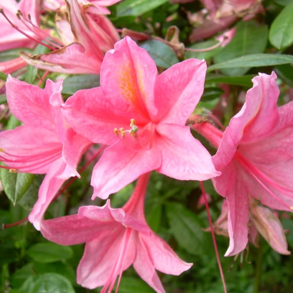 Rhododendron (AV) 'Jolie Madame' – Azalea (cv)