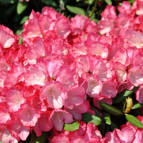 Rhododendron (Y) 'Fantastica' – Yakushima rododendron (cv)