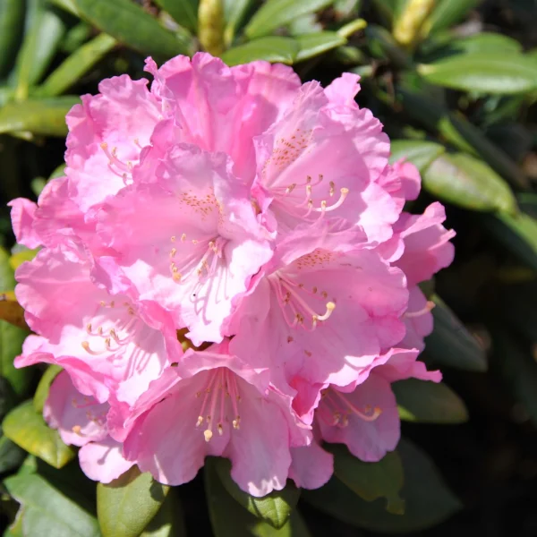 Rhododendron (Y) 'Polaris' – Yakushima rododendron (cv)