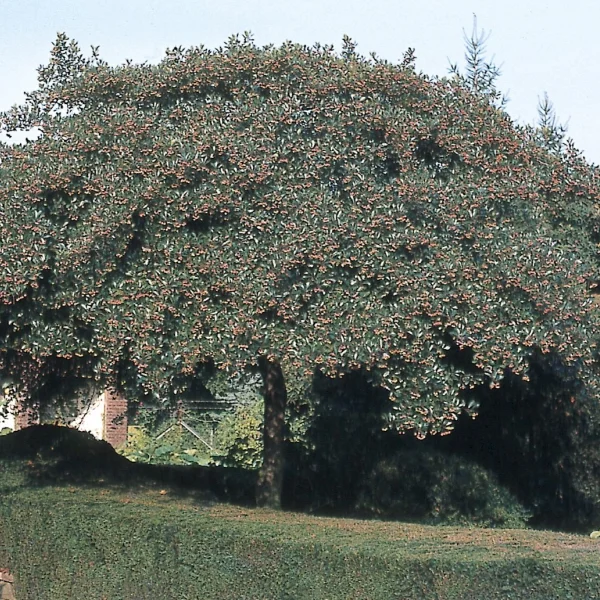 Crataegus crus-galli 'Salicifolia' – Hanendoorn (cv)