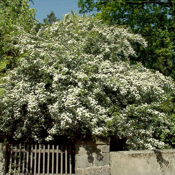 Crataegus laevigata – Tweestijlige meidoorn