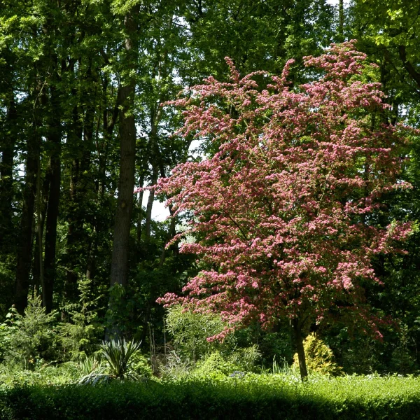 Crataegus ×media 'Paul's Scarlet' – Rode meidoorn